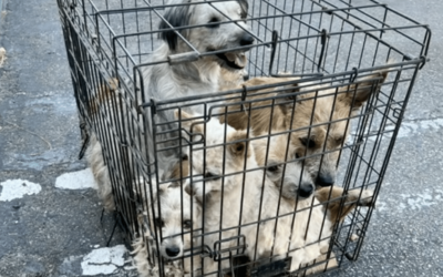 Dogs Crammed In Small Cage Sat On Rescue’s Front Steps, One Still Smiled